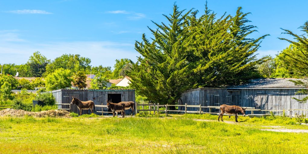 ferme oléron